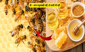 बी – अगर मधुमक्खी नहीं, तो धरती भी नहीं