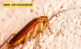 कॉकरोच – कभी न मरने वाला ढीठ प्राणी