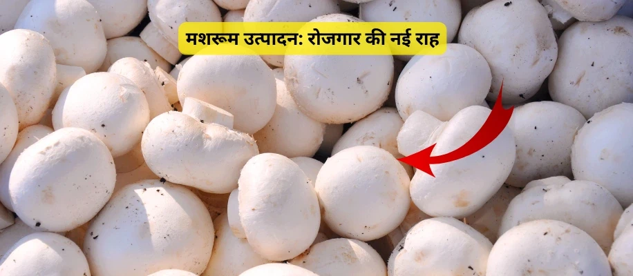 मशरूम उत्पादन: रोजगार की नई राह