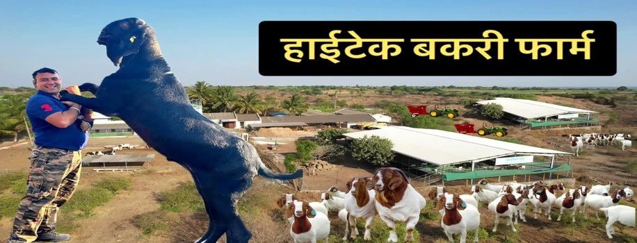 हाईटेक बकरी पालन में सफल हो मोटा लाभ कमा रहे लोग