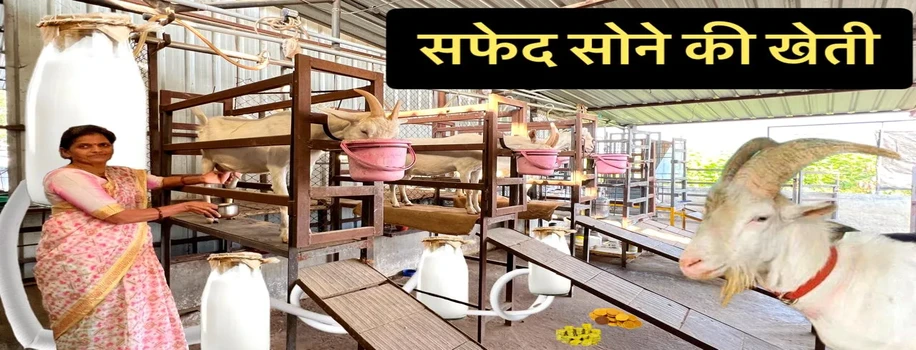 सफेद सोने की खेती