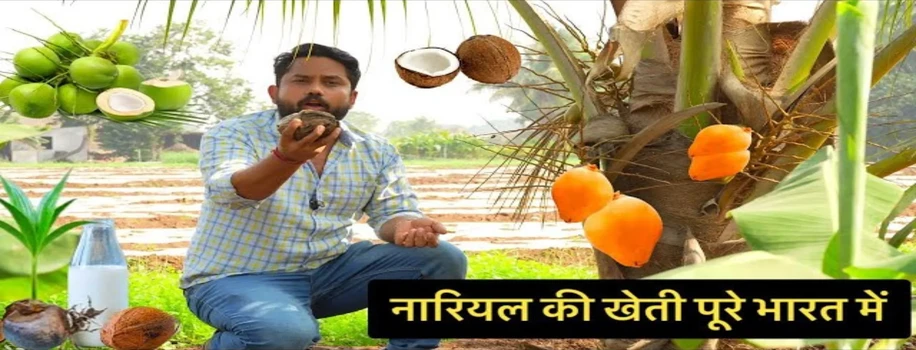 भारत में कहीं भी कर सकते हैं नारियल की खेती, कमा रहे खूब
