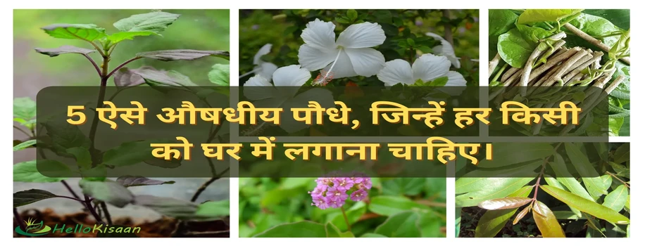 5 ऐसे औषधीय पौधे, जिन्हें हर किसी को घर में लगाना चाहिए