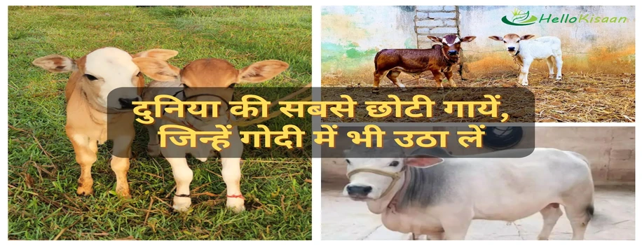 दुनिया की सबसे छोटी गायें, जिन्हें गोदी में भी उठा लें