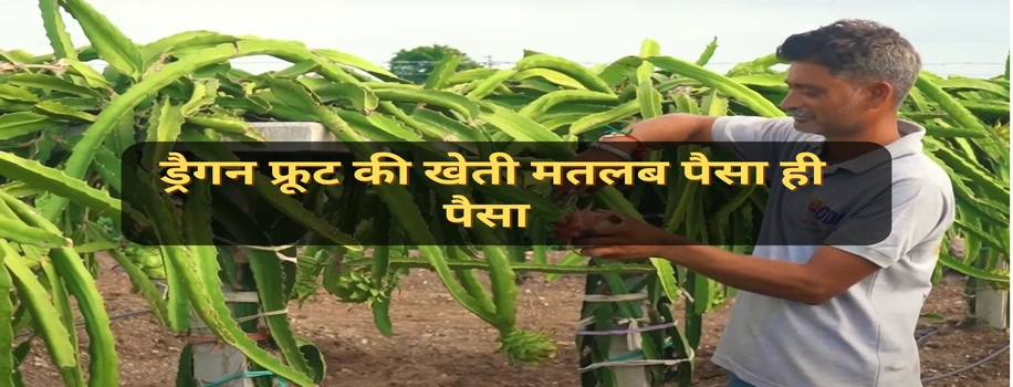 ड्रैगन फ्रूट की खेती मतलब पैसा ही पैसा