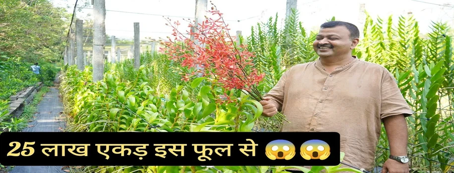 ऑर्किड फूलों की खेती, पैसा ही पैसा
