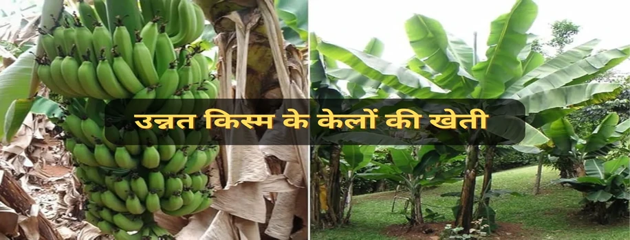 उन्नत किस्म के केलों की खेती