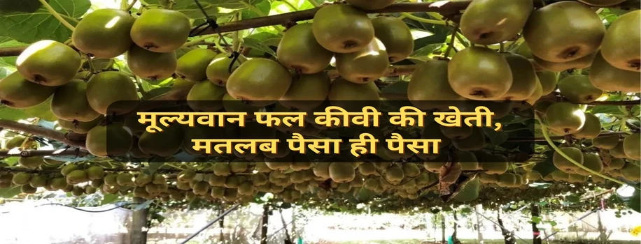 मूल्यवान फल कीवी की खेती, मतलब पैसा ही पैसा