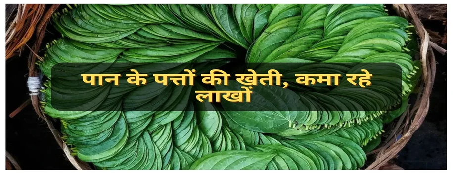 पान के पत्तों की खेती, कमा रहे लाखों