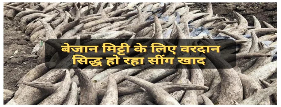 बेजान मिट्टी के लिए वरदान सिद्ध हो रहा सींग खाद