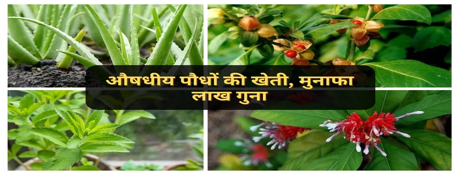 औषधीय पौधों की खेती, मुनाफा लाख गुना