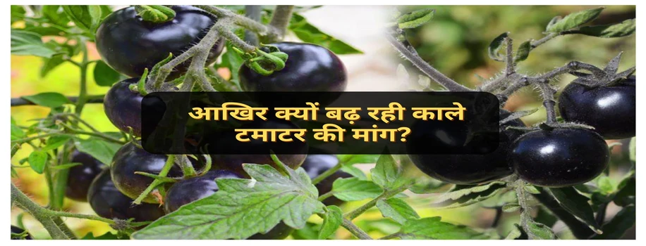 आखिर क्यों बढ़ रही काले टमाटर की मांग?