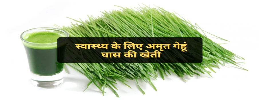 स्वास्थ्य के लिए अमृत गेहूं घास की खेती
