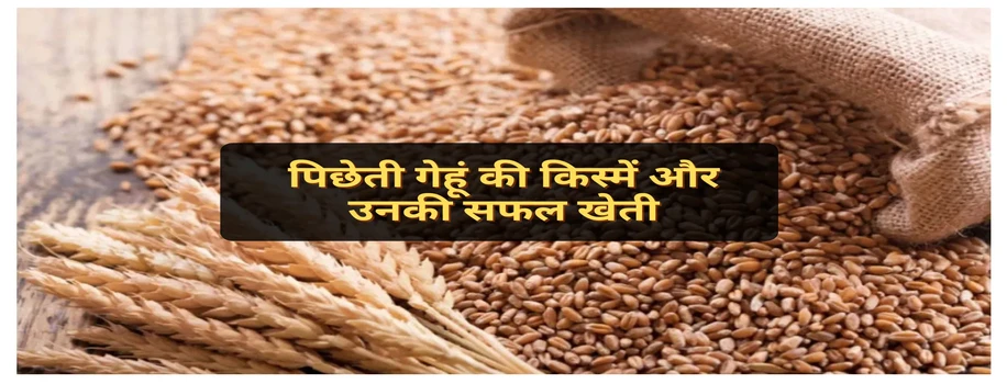 पिछेती गेहूं की किस्में और उनकी सफल खेती