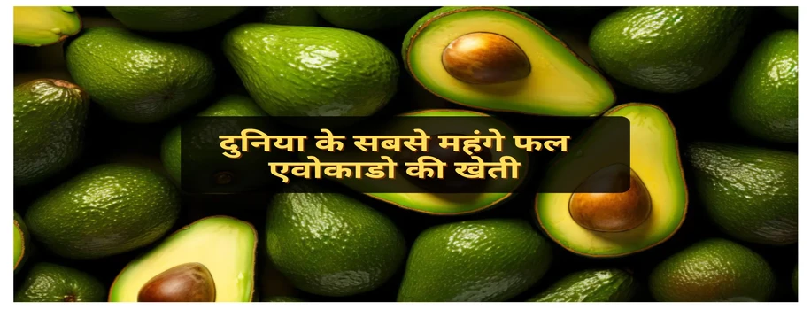 दुनिया के सबसे महंगे फल एवोकाडो की खेती