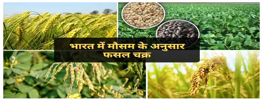 भारत में मौसम के अनुसार फसल चक्र