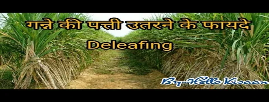 गन्ना और डी लीफ शुगरकेन (गन्ने के पत्ते उतारने) के फायदे