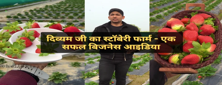 दिव्यम जी का स्टॉबेरी फार्म - एक सफल बिजनेस आइडिया