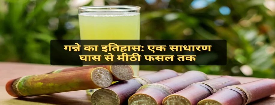गन्ने का इतिहास: एक साधारण घास से मीठी फसल तक