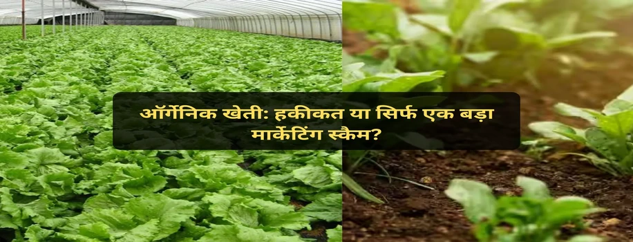 ऑर्गेनिक खेती: हकीकत या सिर्फ एक बड़ा मार्केटिंग स्कैम?
