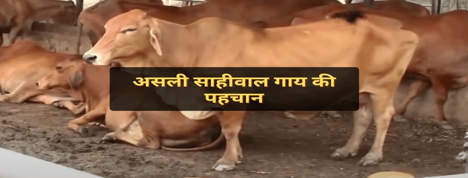 असली साहीवाल गाय की पहचान