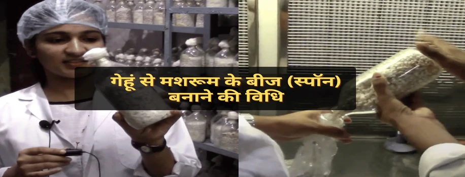 गेहूं से मशरूम के बीज (स्पॉन) बनाने की विधि