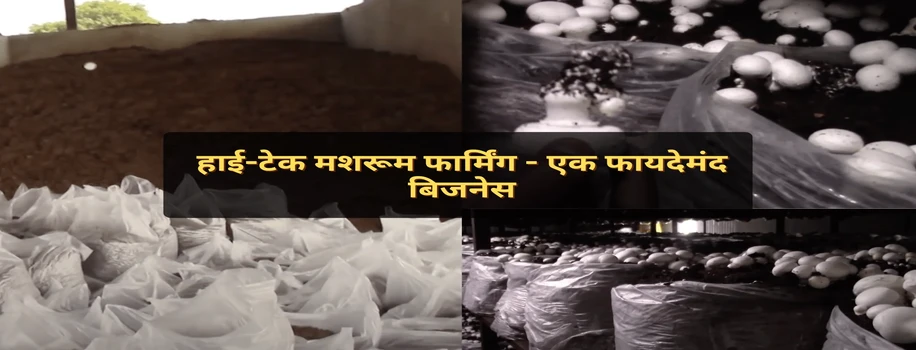 हाई-टेक मशरूम फार्मिंग - एक फायदेमंद बिजनेस