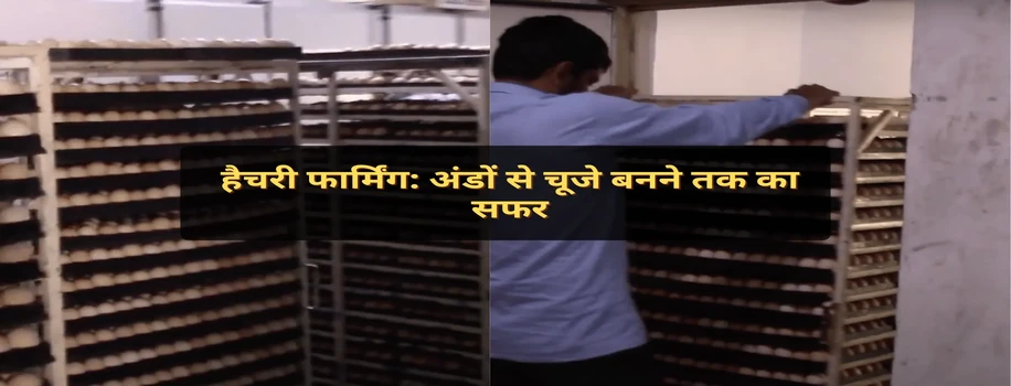 हैचरी फार्मिंग: अंडों से चूजे बनने तक का सफर