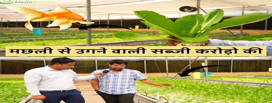 मछली से उगने वाली सब्जी करोड़ो की