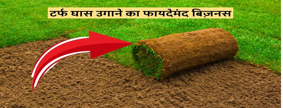 टर्फ घास उगाने का फायदेमंद बिज़नस