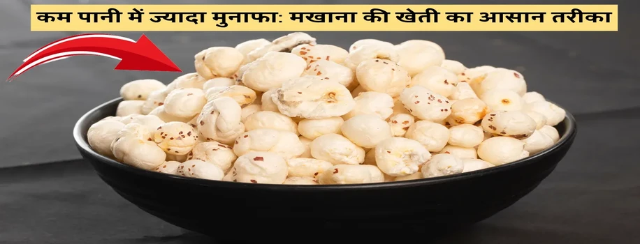 कम पानी में ज्यादा मुनाफा: मखाना की खेती का आसान तरीका