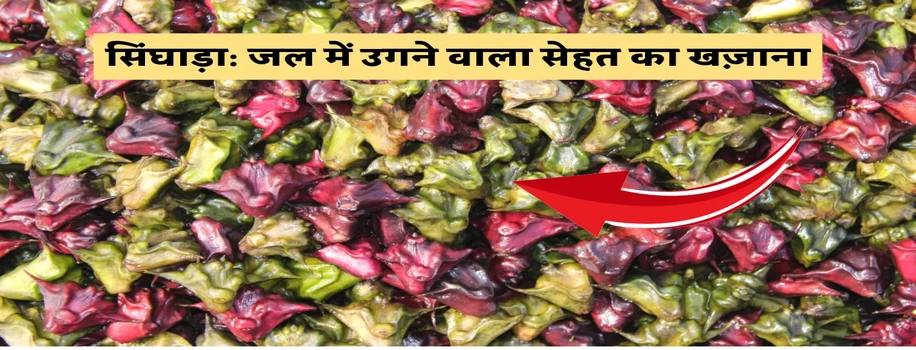 सिंघाड़ा: जल में उगने वाला सेहत का खज़ाना