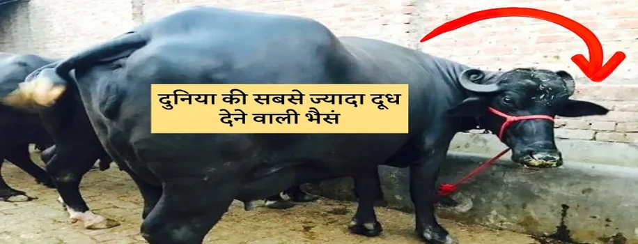 दुनिया की सबसे ज्यादा दूध देने वाली भैसं