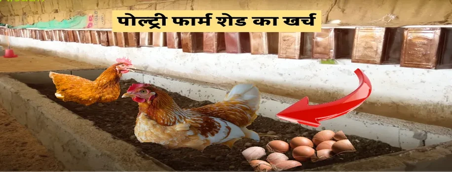 पोल्ट्री फार्म शेड का खर्च