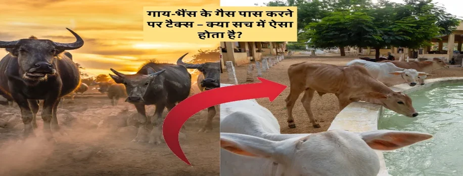 गाय-भैंस के गैस पास करने पर टैक्स – क्या सच में ऐसा होता है?