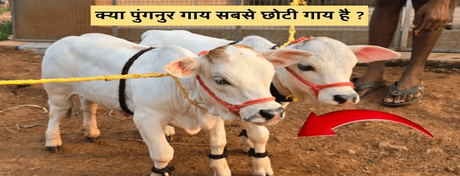 क्या पुंगनुर गाय सबसे छोटी गाय है ?