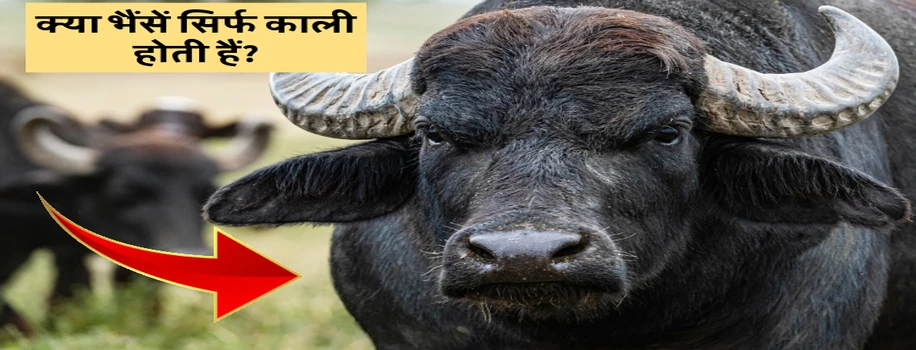 क्या भैंसें सिर्फ काली होती हैं?