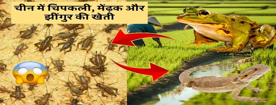 चीन में चिपकली, मेंढ़क और झींगुर की खेती
