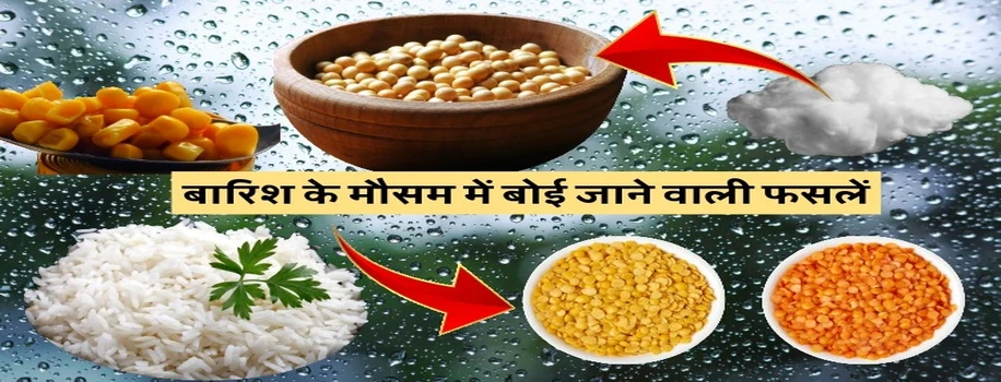 बारिश के मौसम में बोई जाने वाली फसलें