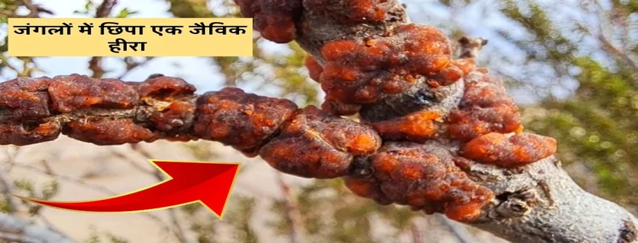 जंगलों में छिपा एक जैविक हीरा