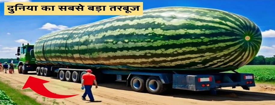 दुनिया का सबसे बड़ा तरबूज