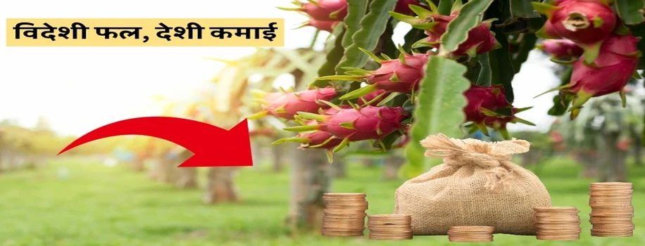 विदेशी फल, देशी कमाई