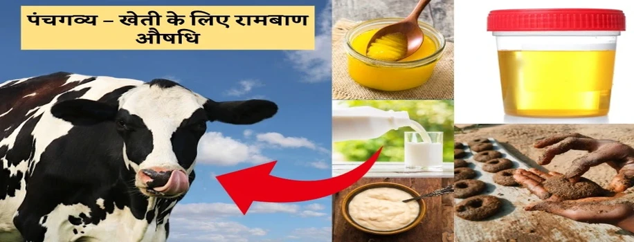 पंचगव्य – खेती के लिए रामबाण औषधि