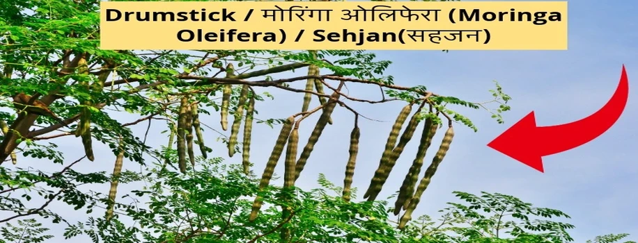 Drumstick / मोरिंगा ओलिफेरा (Moringa Oleifera) / Sehjan(सहजन)