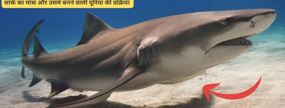 शार्क का मांस और उसमें बनने वाली यूरिया की प्रक्रिया