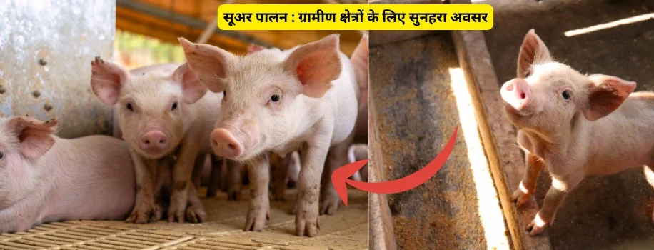 सूअर पालन : ग्रामीण क्षेत्रों के लिए सुनहरा अवसर