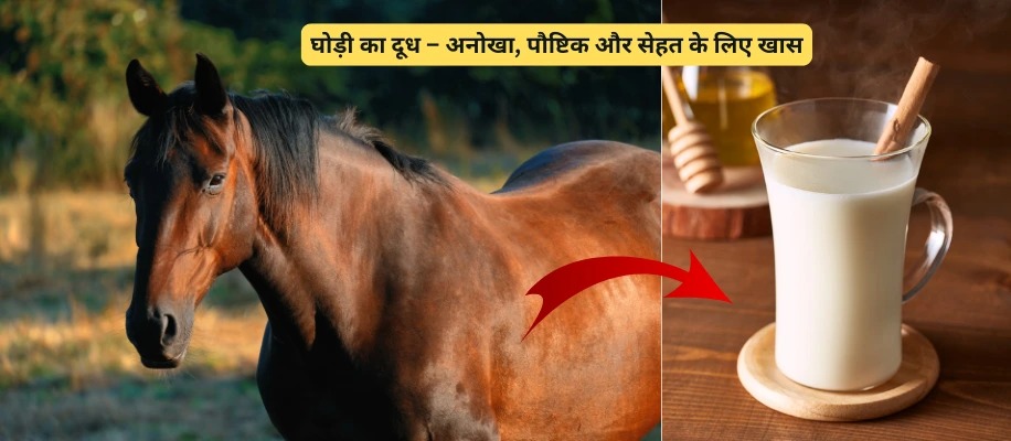 घोड़ी का दूध – अनोखा, पौष्टिक और सेहत के लिए खास