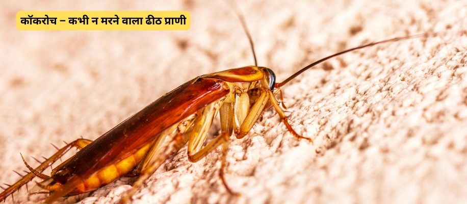 कॉकरोच – कभी न मरने वाला ढीठ प्राणी