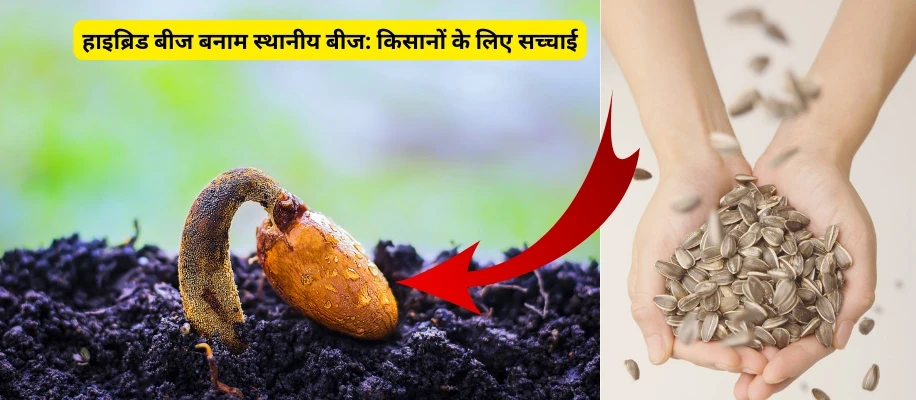 हाइब्रिड बीज बनाम स्थानीय बीज: किसानों के लिए सच्चाई