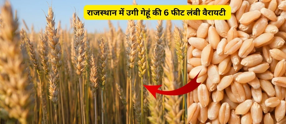 राजस्थान में उगी गेहूं की 6 फीट लंबी वैरायटी